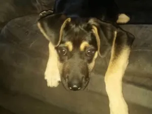 Cachorro raça Srd idade 2 a 6 meses nome Nina  