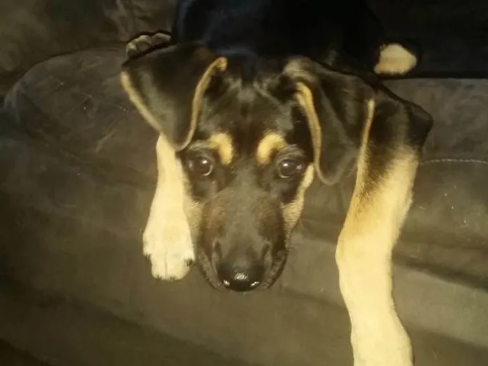 Cachorro ra a Srd idade 2 a 6 meses nome Nina  