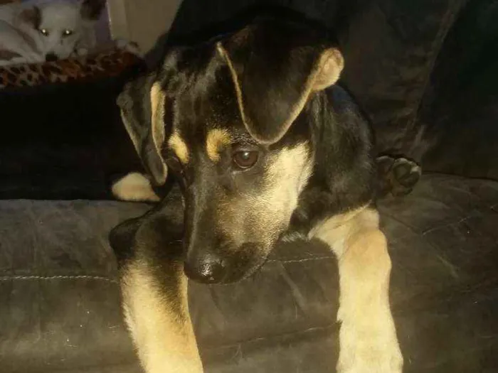 Cachorro ra a Srd idade 2 a 6 meses nome Nina  