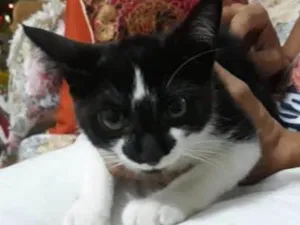 Gato raça INDEFINIDA idade 2 a 6 meses nome JACK