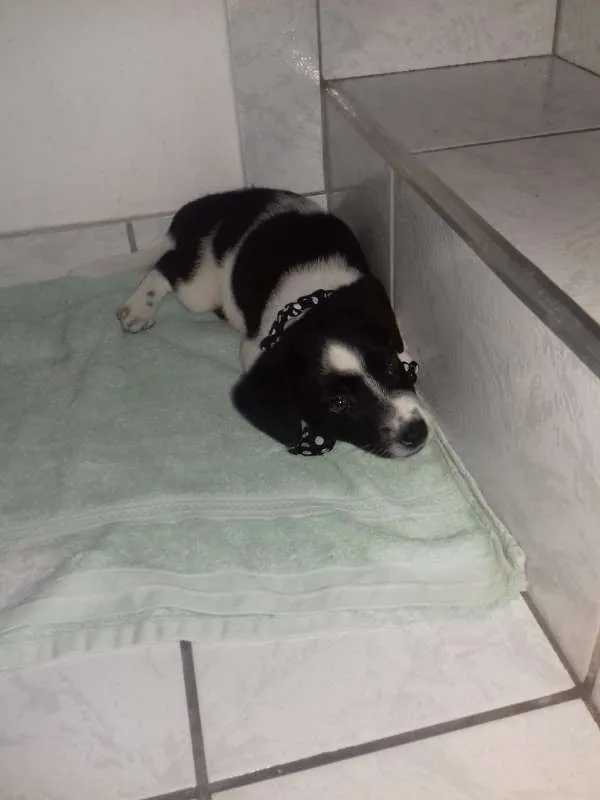 Cachorro ra a Vira Lata idade 2 a 6 meses nome Stela