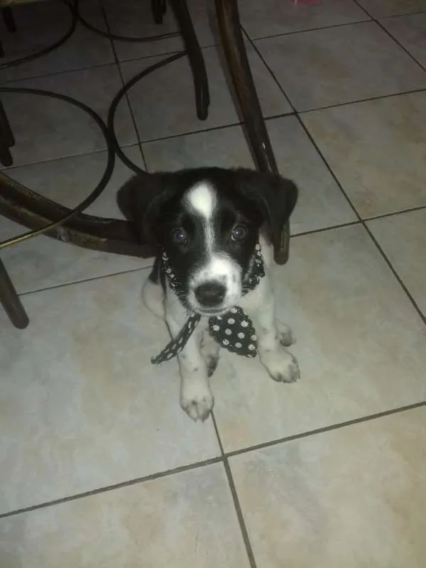 Cachorro ra a Vira Lata idade 2 a 6 meses nome Stela