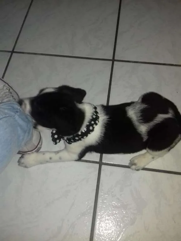 Cachorro ra a Vira Lata idade 2 a 6 meses nome Stela