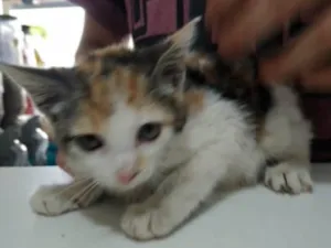 Gato raça SRD idade 2 a 6 meses nome Rubi 