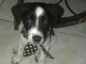 Cachorro raça Vira Lata idade 2 a 6 meses nome Stela