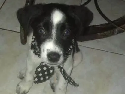 Cachorro ra a Vira Lata idade 2 a 6 meses nome Stela
