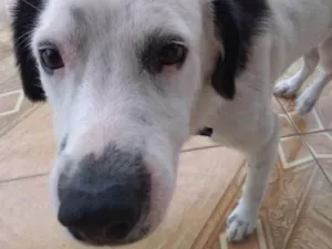 Cachorro raça Vira lata idade 2 a 6 meses nome Max