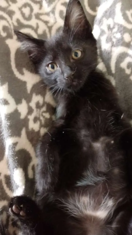 Gato raça Indefinida idade 2 a 6 meses nome Sem nome