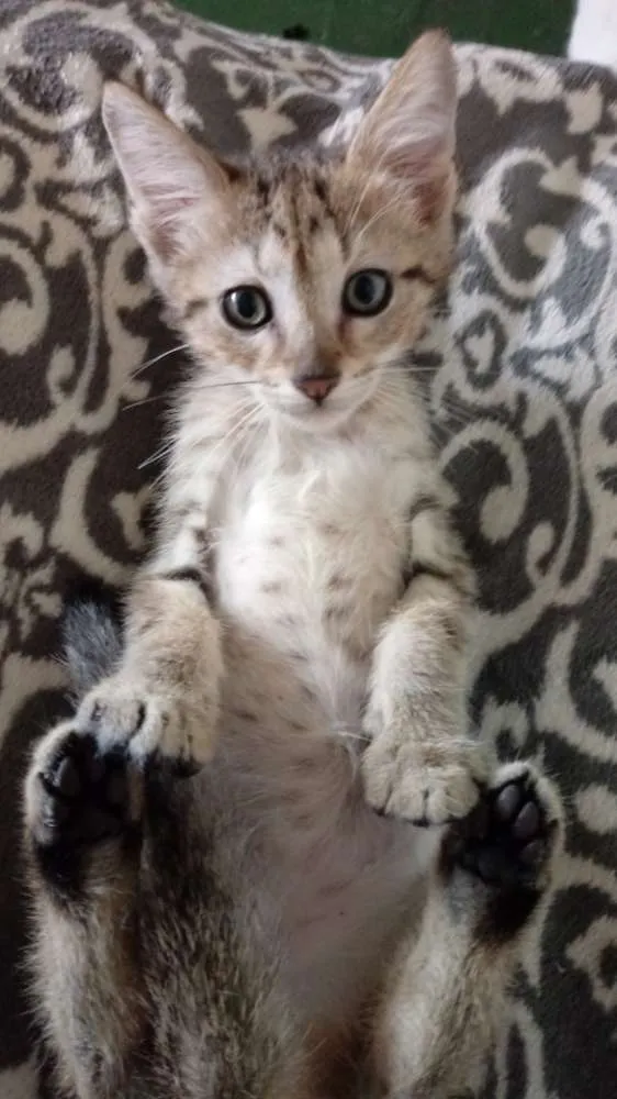 Gato raça Indefinida idade 2 a 6 meses nome Sem nome