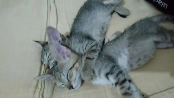 Gato raça Indefinida idade 2 a 6 meses nome Sem nome