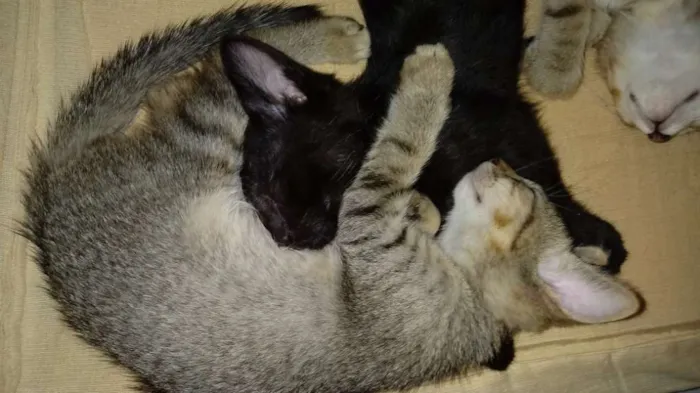 Gato raça Indefinida idade 2 a 6 meses nome Sem nome