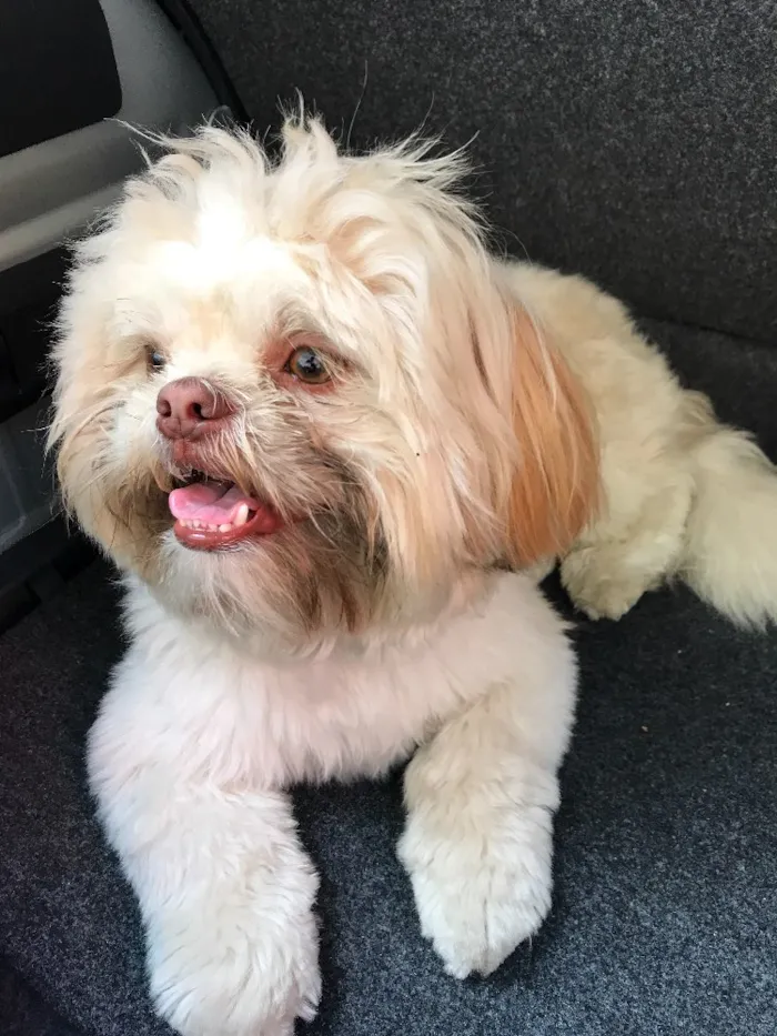 Cachorro ra a Shitszu idade 2 anos nome Theodor