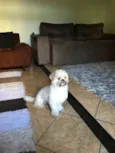 Theodor
