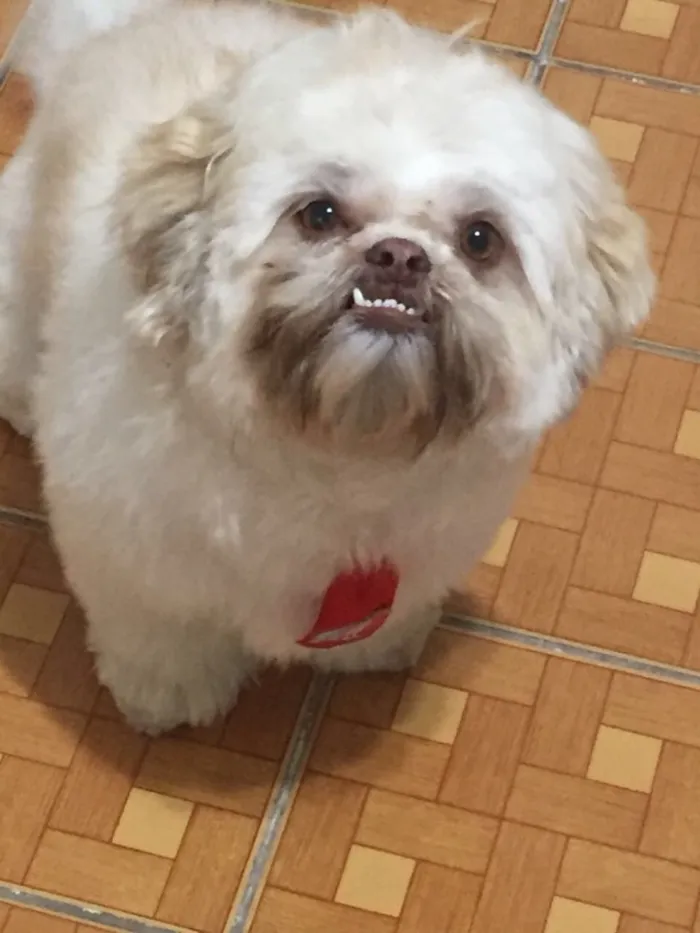 Cachorro ra a Shitszu idade 2 anos nome Theodor