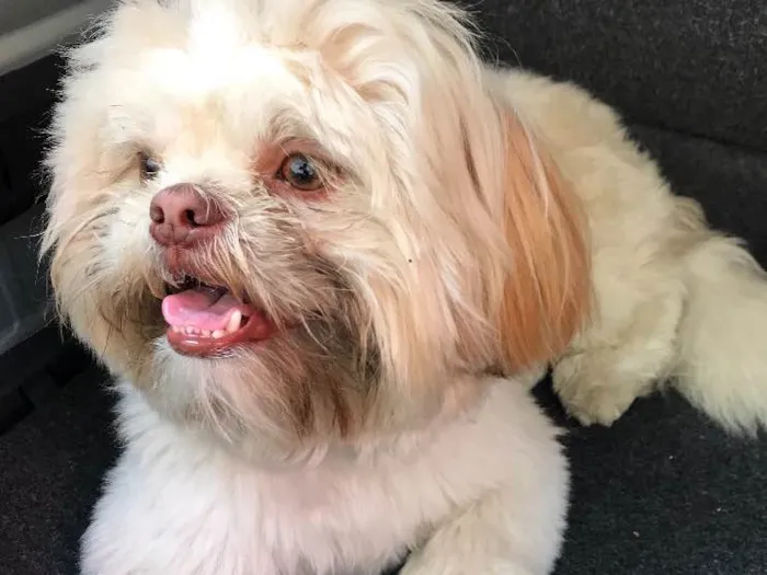 Cachorro ra a Shitszu idade 2 anos nome Theodor