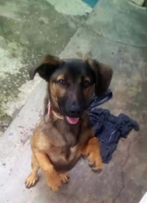 Cachorro ra a srd idade 2 a 6 meses nome Vida