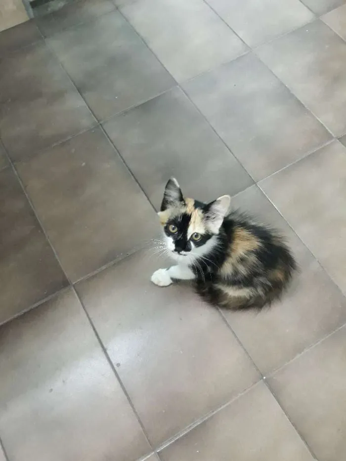 Gato ra a SRD mestico idade 2 a 6 meses nome Sharon