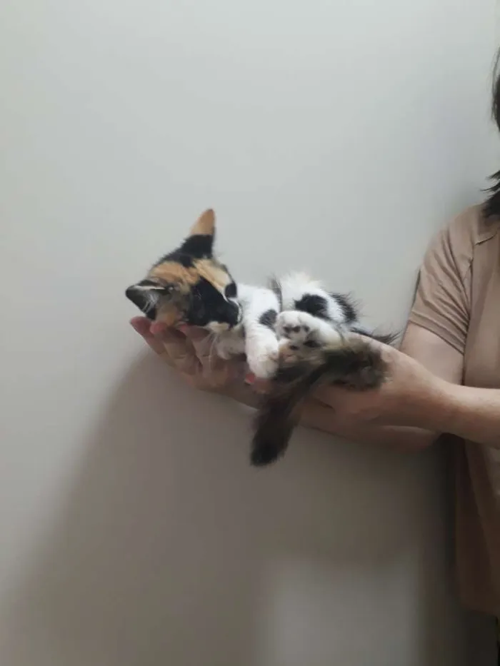 Gato ra a SRD mestico idade 2 a 6 meses nome Sharon