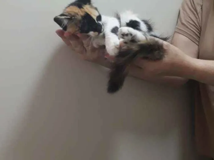 Gato ra a SRD mestico idade 2 a 6 meses nome Sharon