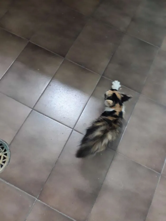 Gato ra a SRD mestico idade 2 a 6 meses nome Sharon