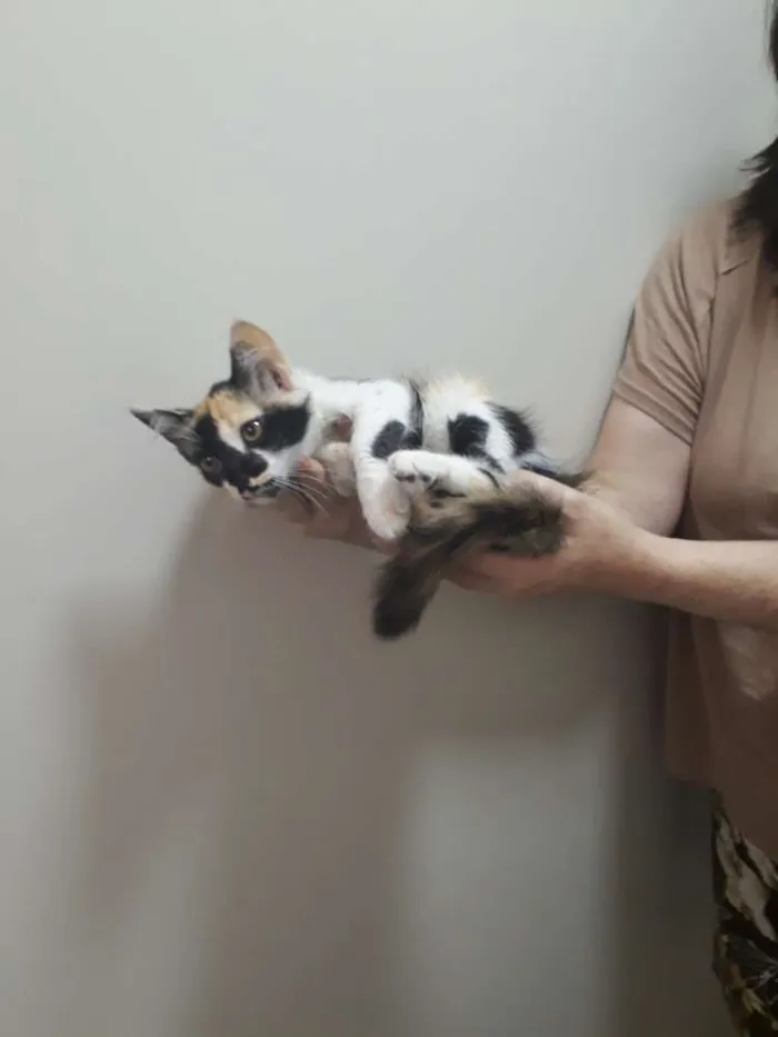 Gato ra a SRD mestico idade 2 a 6 meses nome Sharon