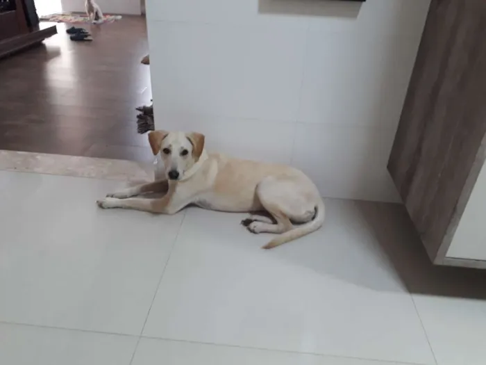 Cachorro ra a Mestiça Labrador idade 7 a 11 meses nome Aretha