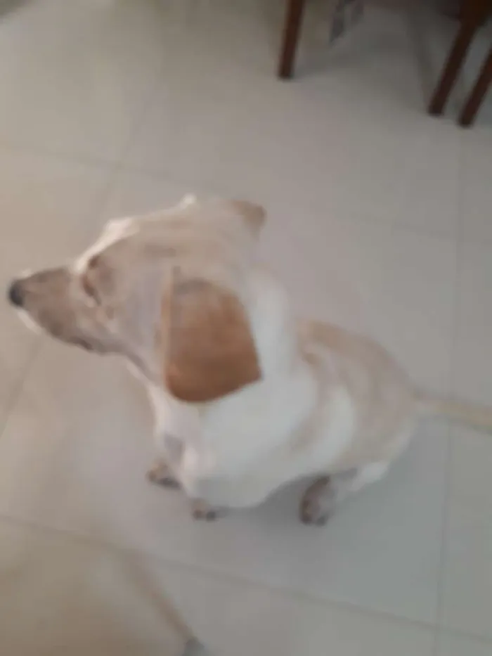 Cachorro ra a Mestiça Labrador idade 7 a 11 meses nome Aretha