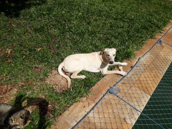 Cachorro ra a Mestiça Labrador idade 7 a 11 meses nome Aretha