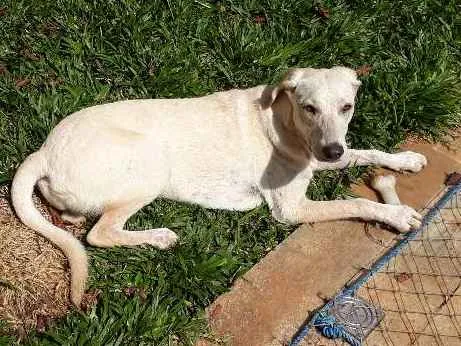 Cachorro ra a Mestiça Labrador idade 7 a 11 meses nome Aretha