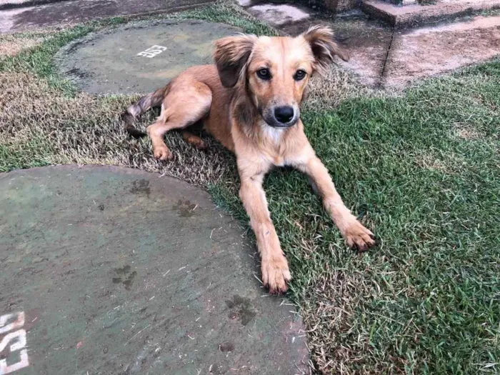 Cachorro raça Sem raça definida  idade 7 a 11 meses nome Sem Nome 