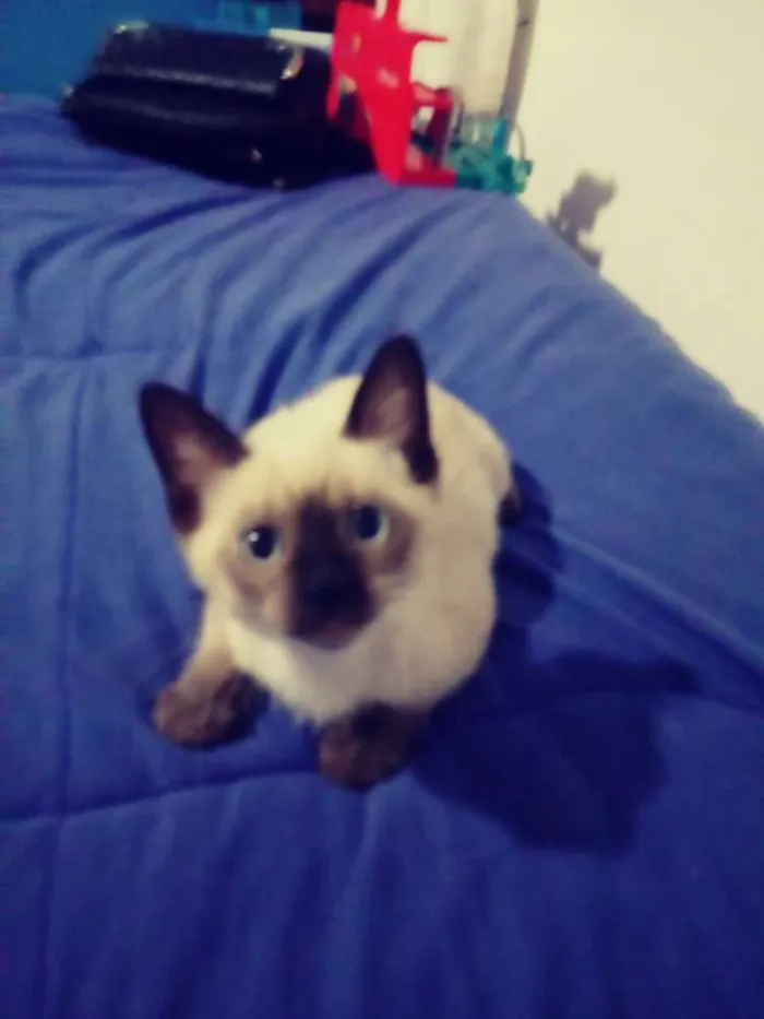 Gato ra a Não sei idade 2 a 6 meses nome Sem nome