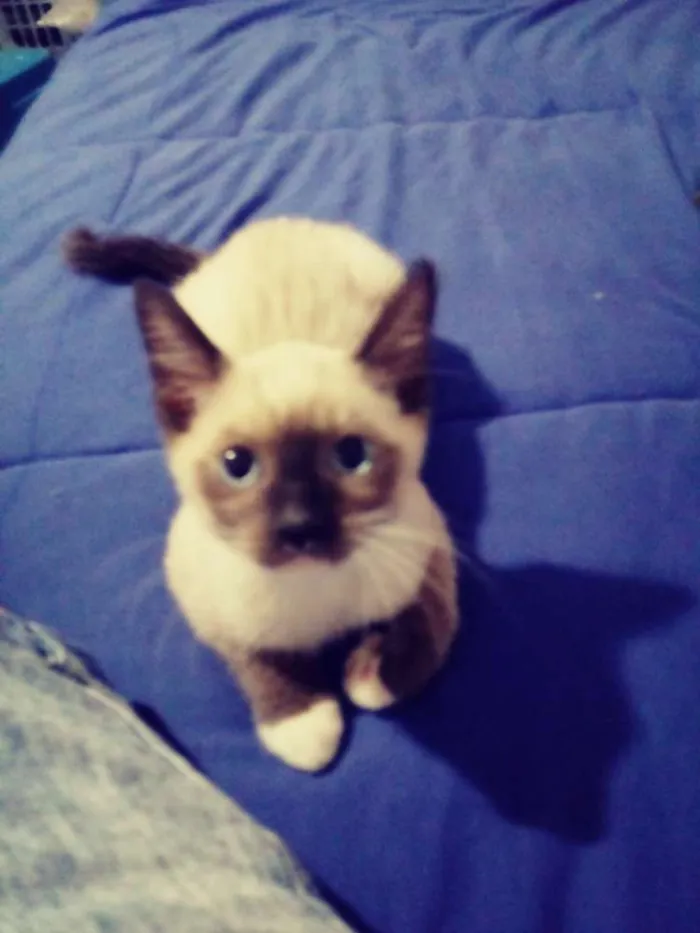 Gato ra a Não sei idade 2 a 6 meses nome Sem nome