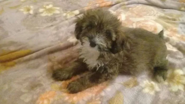 Cachorro ra a poodle idade 2 a 6 meses nome pigo, dinda e finny