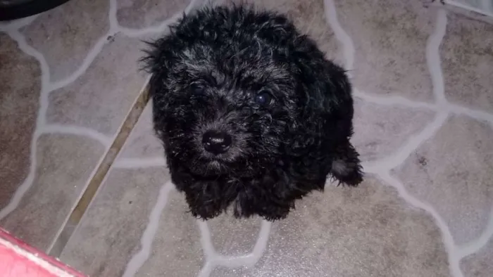 Cachorro ra a poodle idade 2 a 6 meses nome pigo, dinda e finny