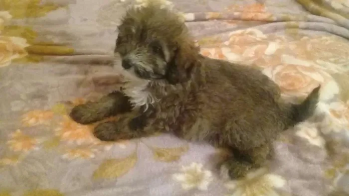 Cachorro ra a poodle idade 2 a 6 meses nome pigo, dinda e finny