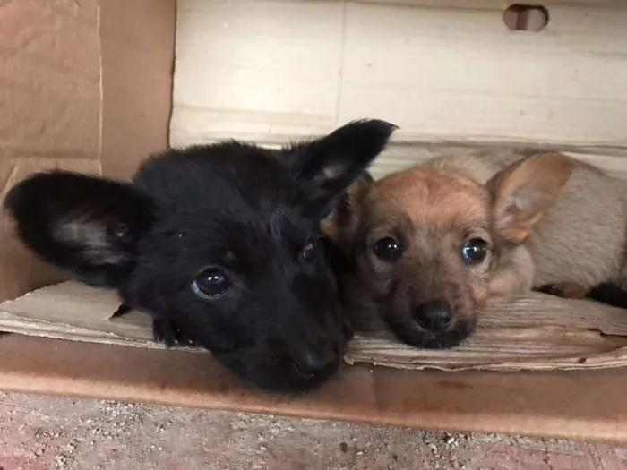 Cachorro ra a Vira lata idade Abaixo de 2 meses nome Valente e Pantera
