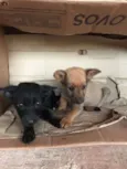 Valente e Pantera