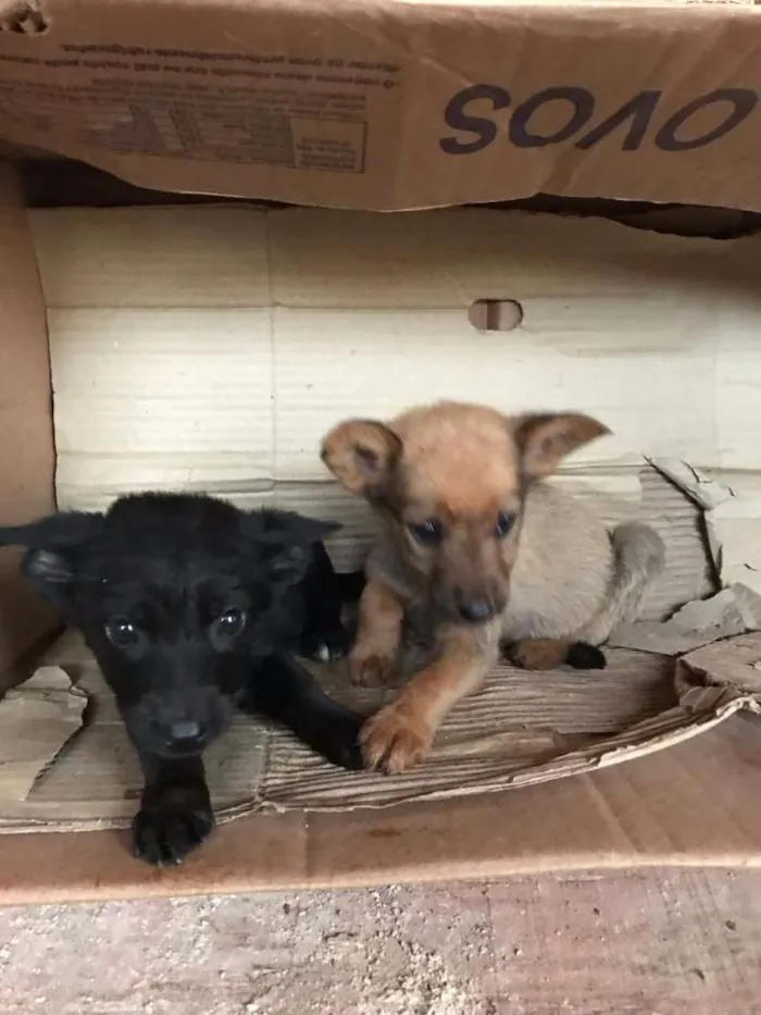 Cachorro ra a Vira lata idade Abaixo de 2 meses nome Valente e Pantera