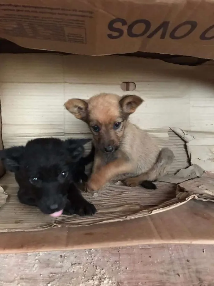 Cachorro ra a Vira lata idade Abaixo de 2 meses nome Valente e Pantera