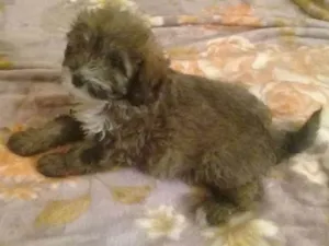 Cachorro raça poodle idade 2 a 6 meses nome pigo, dinda e finny
