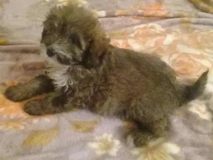Cachorro ra a poodle idade 2 a 6 meses nome pigo, dinda e finny