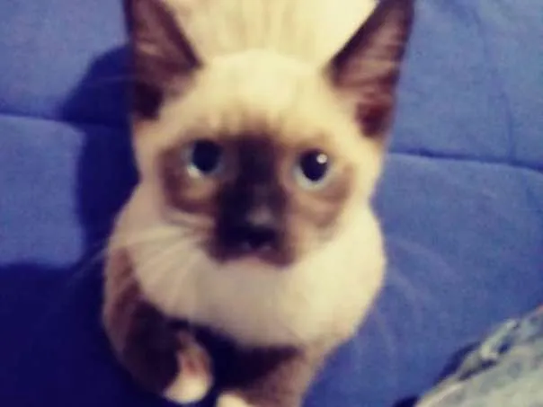 Gato ra a Não sei idade 2 a 6 meses nome Sem nome