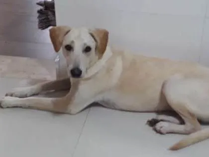 Cachorro ra a Mestiça Labrador idade 7 a 11 meses nome Aretha