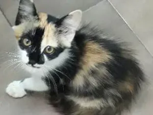 Gato raça SRD mestico idade 2 a 6 meses nome Sharon