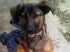 Cachorro raça srd idade 2 a 6 meses nome Vida
