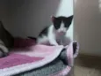 Gatinha 1