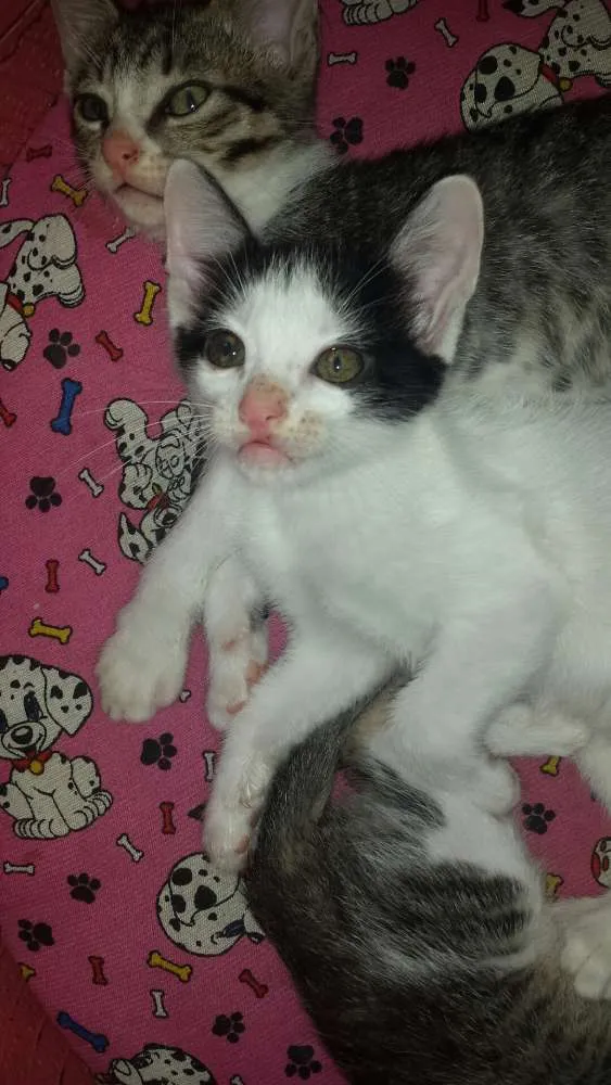 Gato raça mestiço com siamês idade 2 a 6 meses nome sem nome no momento