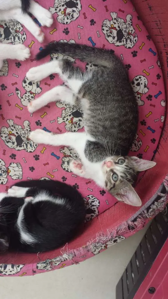 Gato raça mestiço com siamês idade 2 a 6 meses nome sem nome no momento