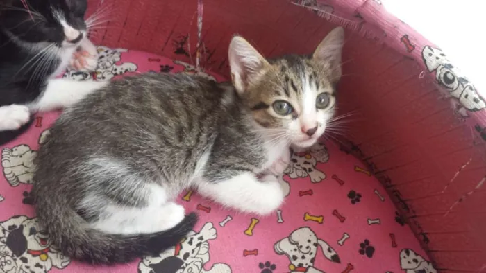 Gato raça mestiço com siamês idade 2 a 6 meses nome sem nome no momento