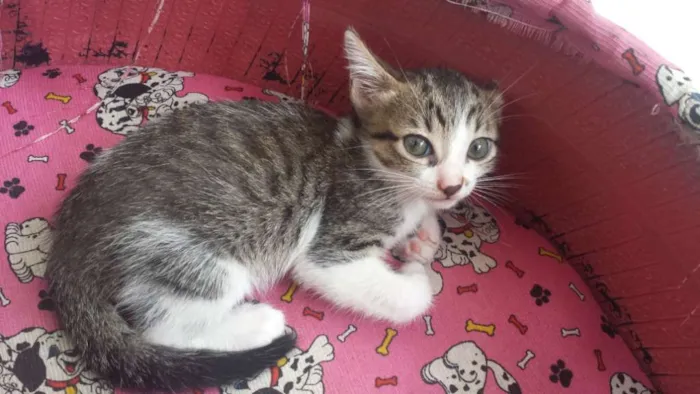 Gato raça mestiço com siamês idade 2 a 6 meses nome sem nome no momento